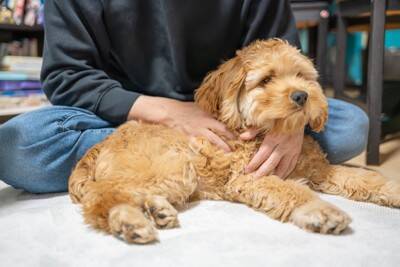 犬が『背中を向けて座る』心理５選　飼い主のことをどう思っているの？愛犬の本音まで