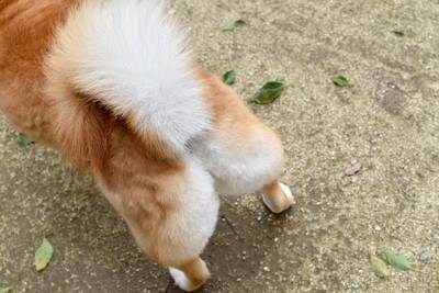 犬が『背中を向けて座る』心理５選　飼い主のことをどう思っているの？愛犬の本音まで