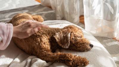 犬が『背中を向けて座る』心理５選　飼い主のことをどう思っているの？愛犬の本音まで