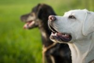 犬が『賢く育つ』ためにできることはあるの？特別なトレーニングは必要？しつけの秘訣まで
