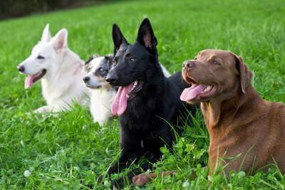 犬が『賢く育つ』ためにできることはあるの？特別なトレーニングは必要？しつけの秘訣まで