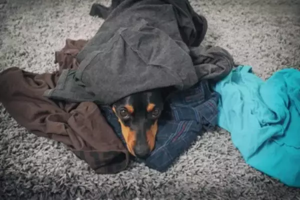 犬が飼い主の『服の上で眠る』心理４選　洗濯物からどいてくれないワケや止めてほしい場合の対策まで