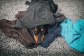 犬が飼い主の『服の上で眠る』心理４選　洗濯物からどいてくれないワケや止めてほしい場合の対策まで