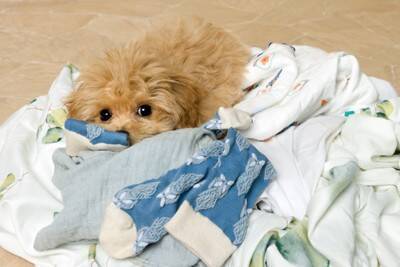 犬が飼い主の『服の上で眠る』心理４選　洗濯物からどいてくれないワケや止めてほしい場合の対策まで