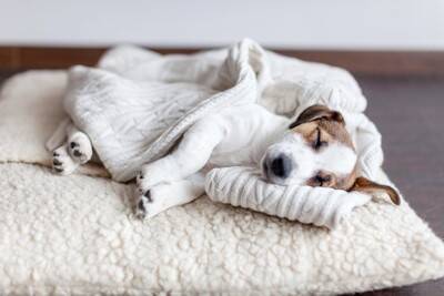犬が飼い主の『服の上で眠る』心理４選　洗濯物からどいてくれないワケや止めてほしい場合の対策まで