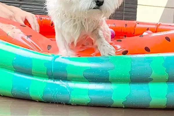 お庭でプールに入った犬→びしょ濡れになったのが嫌で…わかりやすい『後悔の表情』に13万いいねの大反響「ブチギレｗｗ」「目が据わってて草」