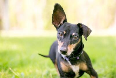 犬が『反応してしまう音』3つ　ワンコが好む音とは？しつけに活かす方法まで
