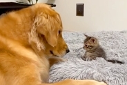 台風で『親猫と生き別れた保護子猫』を大型犬に会わせた結果→『大丈夫かな』と見ていたら…尊すぎる光景が244万再生「優しさ満載」「愛おしい」