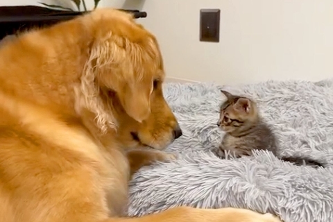 台風で『親猫と生き別れた保護子猫』を大型犬に会わせた結果→『大丈夫かな』と見ていたら…尊すぎる光景が244万再生「優しさ満載」「愛おしい」