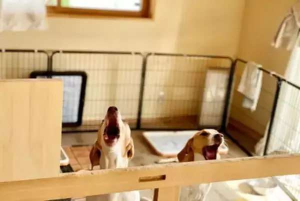 『吠えている犬』にしてはいけないタブー行為5選　飼い主がやりがちなNGしつけまで解説