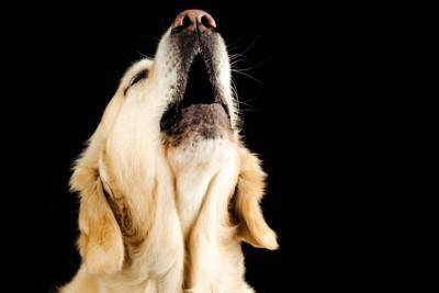 『吠えている犬』にしてはいけないタブー行為5選　飼い主がやりがちなNGしつけまで解説