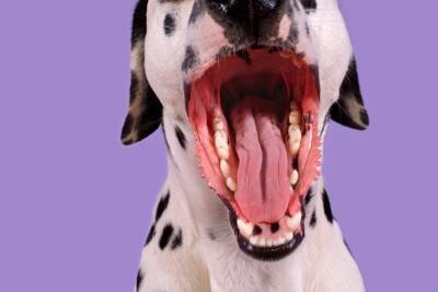 『吠えている犬』にしてはいけないタブー行為5選　飼い主がやりがちなNGしつけまで解説