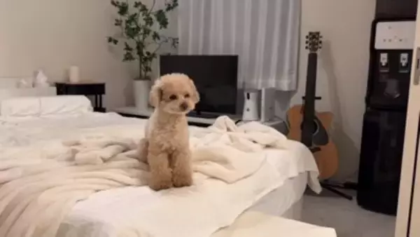 犬が6日ぶりに飼い主と再会したら…熱烈に『全身で喜ぶお出迎え』が感動的すぎると12万再生「嬉しさMAXで泣ける」「待ってたんだね」