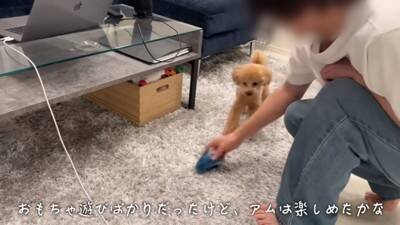 犬が6日ぶりに飼い主と再会したら…熱烈に『全身で喜ぶお出迎え』が感動的すぎると12万再生「嬉しさMAXで泣ける」「待ってたんだね」