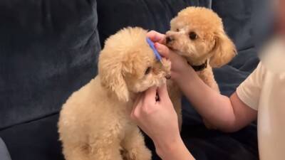 犬が6日ぶりに飼い主と再会したら…熱烈に『全身で喜ぶお出迎え』が感動的すぎると12万再生「嬉しさMAXで泣ける」「待ってたんだね」