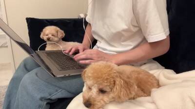 犬が6日ぶりに飼い主と再会したら…熱烈に『全身で喜ぶお出迎え』が感動的すぎると12万再生「嬉しさMAXで泣ける」「待ってたんだね」