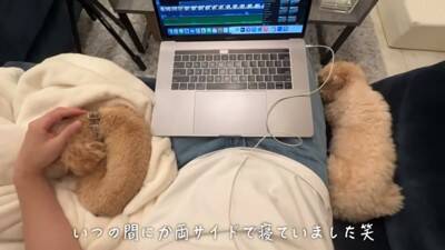 犬が6日ぶりに飼い主と再会したら…熱烈に『全身で喜ぶお出迎え』が感動的すぎると12万再生「嬉しさMAXで泣ける」「待ってたんだね」