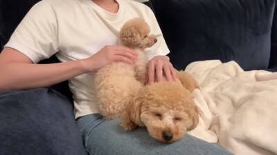 犬が6日ぶりに飼い主と再会したら…熱烈に『全身で喜ぶお出迎え』が感動的すぎると12万再生「嬉しさMAXで泣ける」「待ってたんだね」