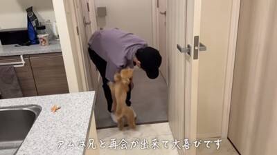 犬が6日ぶりに飼い主と再会したら…熱烈に『全身で喜ぶお出迎え』が感動的すぎると12万再生「嬉しさMAXで泣ける」「待ってたんだね」