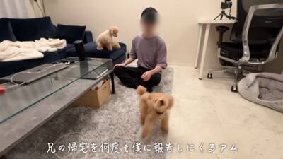 犬が6日ぶりに飼い主と再会したら…熱烈に『全身で喜ぶお出迎え』が感動的すぎると12万再生「嬉しさMAXで泣ける」「待ってたんだね」