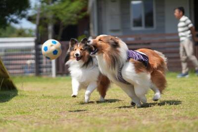 たくさん運動をしなければならない犬種5選　アクティブな犬の共通点や適切な運動量まで