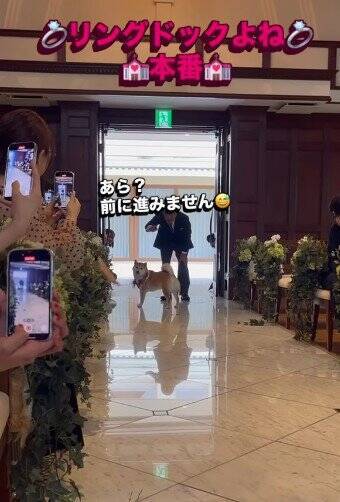 結婚式で『指輪を運ぶ役』を任された犬→リハーサルは完璧だったのに…『まさかの結末』が41万再生「最高ですｗ」「可愛すぎる」と称賛の声