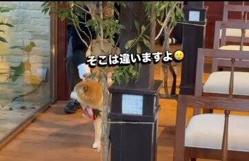 結婚式で『指輪を運ぶ役』を任された犬→リハーサルは完璧だったのに…『まさかの結末』が41万再生「最高ですｗ」「可愛すぎる」と称賛の声