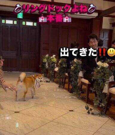 結婚式で『指輪を運ぶ役』を任された犬→リハーサルは完璧だったのに…『まさかの結末』が41万再生「最高ですｗ」「可愛すぎる」と称賛の声