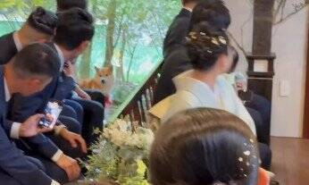 結婚式で『指輪を運ぶ役』を任された犬→リハーサルは完璧だったのに…『まさかの結末』が41万再生「最高ですｗ」「可愛すぎる」と称賛の声