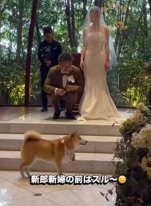 結婚式で『指輪を運ぶ役』を任された犬→リハーサルは完璧だったのに…『まさかの結末』が41万再生「最高ですｗ」「可愛すぎる」と称賛の声