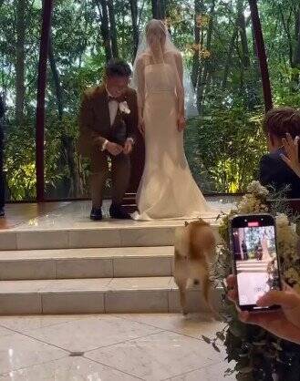 結婚式で『指輪を運ぶ役』を任された犬→リハーサルは完璧だったのに…『まさかの結末』が41万再生「最高ですｗ」「可愛すぎる」と称賛の声