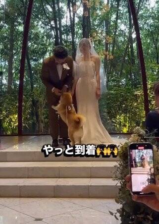 結婚式で『指輪を運ぶ役』を任された犬→リハーサルは完璧だったのに…『まさかの結末』が41万再生「最高ですｗ」「可愛すぎる」と称賛の声