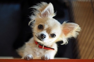 犬が『首をかしげる』心理5選　主な理由や不調を感じているかどうかを判断する方法まで