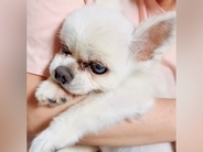 17歳の老犬が亡くなる数時間前→苦しそうな中、名前を呼びながら撫でたら…『まさかの行動』に涙腺崩壊「最期だから…」「泣いた」と68万再生