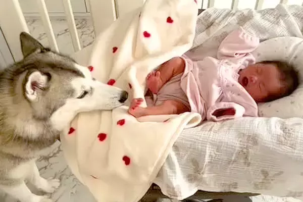 『赤ちゃんが泣いてる…なんとかしなきゃ』号泣する新生児を見たハスキー犬の行動が尊すぎると話題「一生懸命な姿に感動」「素敵なお姉ちゃん」
