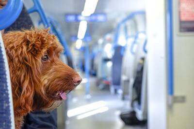 犬を電車に乗せるときの『NGマナー』6つ　意外と知らない注意点や飼い主がすべき安全対策まで