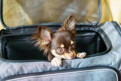 犬を電車に乗せるときの『NGマナー』6つ　意外と知らない注意点や飼い主がすべき安全対策まで