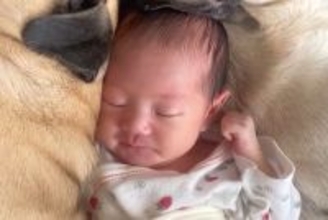 生まれたばかりの赤ちゃんが寝ていたら『2匹の犬』が近づいて…あまりにも尊い『添い寝』が41万再生「何時間でも見れる」「愛おしくて涙でる」