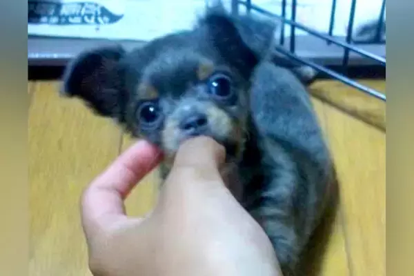 『珍しい色だから』と安売りされていた犬→親を説得してお迎えした6年後…涙が止まらない物語に反響「きっと幸せな犬生」「泣けてきた…」