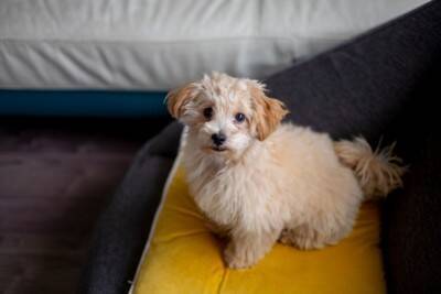 犬が眠ってしまう直前にみせる『5つのサイン』熟睡してもらうためにできることはあるの？