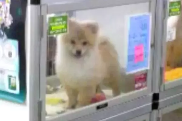 セール価格で売れ残っていた子犬→13年間、大切に育てた結果…泣けるほど素敵な『現在の光景』に感動「ずっと幸せでありますように」「涙出た」