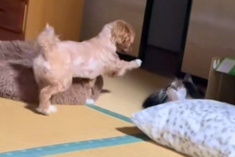 上機嫌で猫を遊びに誘う犬→『猫パンチ』を一撃お見舞いされ…完全にふてくされる光景が22万再生「可哀想だけど可愛いｗｗ」「犬と猫って感じ」