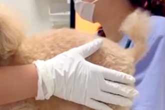 企業の最終面接を控えた日、家族から『犬が倒れた』と連絡→急いで地元に帰ったら…思っていたのと違う光景に反響「可愛すぎてｗ」「素敵な顔」