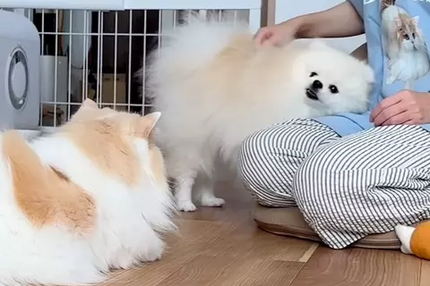 朝、寝起きだと『甘えん坊』になる犬と猫→飼い主のもとに集まって…幸せすぎる『素敵なひととき』が10万再生「羨ましい」「モフるの忙しいｗ」