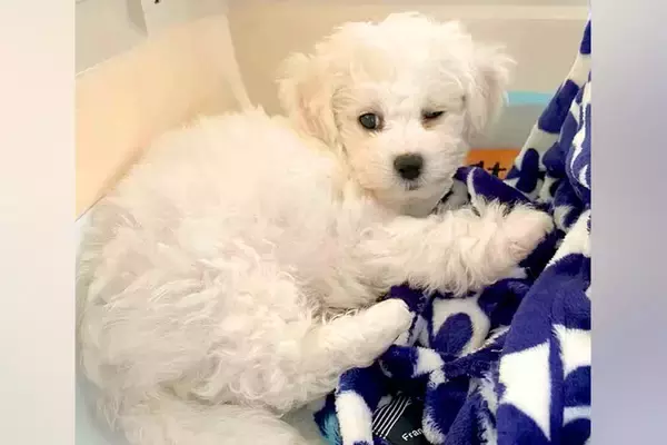 『大きくなったら5キロ程度になる』と言われた犬を飼った結果→1年7ヶ月後…思っていたのと違う『サイズ感』に反響「可愛い最高」「もふもふ」