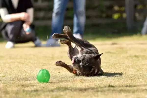 『ドジっ子な犬』の共通点4つ　天然な性格のワンコがよくみせる行動や考えられるトラブルまで