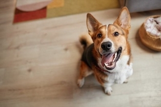 犬は『飼い主の休日』がわかる？どうやって認識しているの？判断する方法まで解説