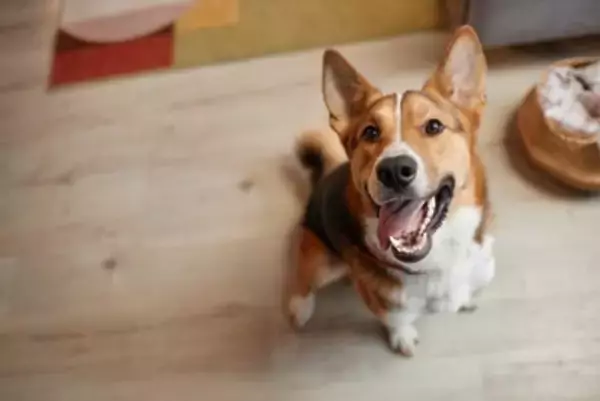 犬は『飼い主の休日』がわかる？どうやって認識しているの？判断する方法まで解説