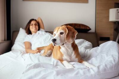 犬は『飼い主の休日』がわかる？どうやって認識しているの？判断する方法まで解説