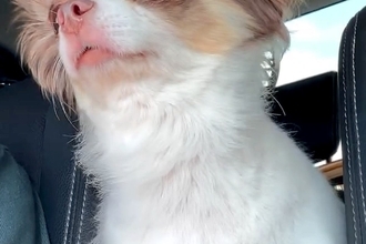 スーパーへ買い物に行った結果→車でお留守番していた犬が…今にも泣きだしそうな『表情』が33万再生「寂しいね…」「うるうる顔たまらん」